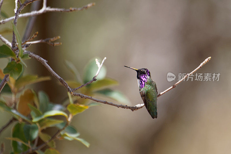 科斯塔蜂鸟 - 萼萼科